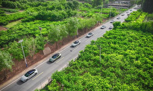 出海征途 尊重當(dāng)?shù)厥袌?chǎng)秩序是中國(guó)車企的必修課